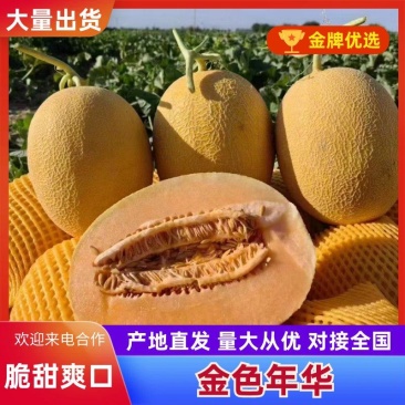 新疆金色年华/黄金蜜瓜/大量现货/产地直发/实力代办