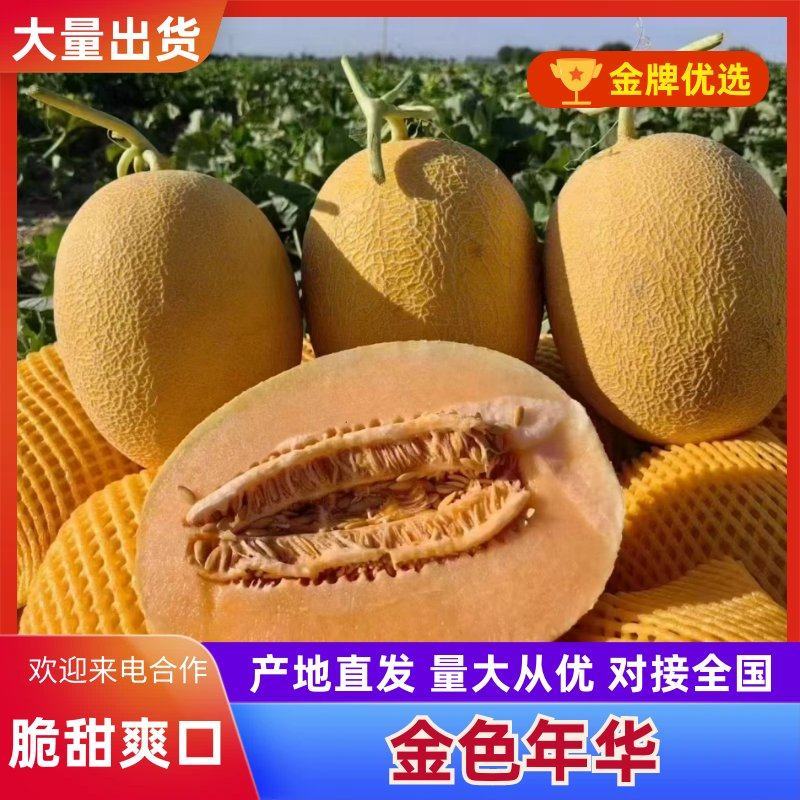 新疆金色年华/黄金蜜瓜/大量现货/产地直发/实力代办