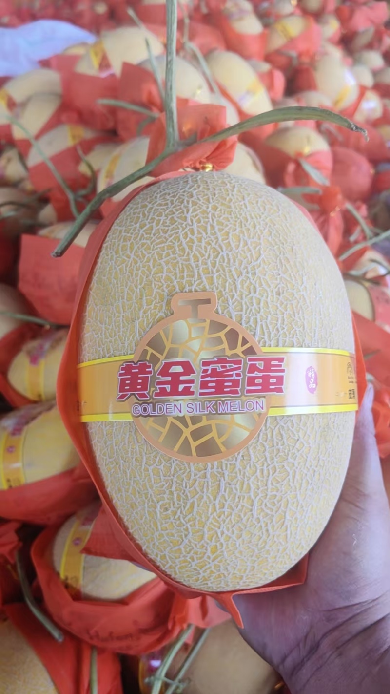 新疆金色年华/黄金蜜瓜/大量现货/产地直发/实力代办