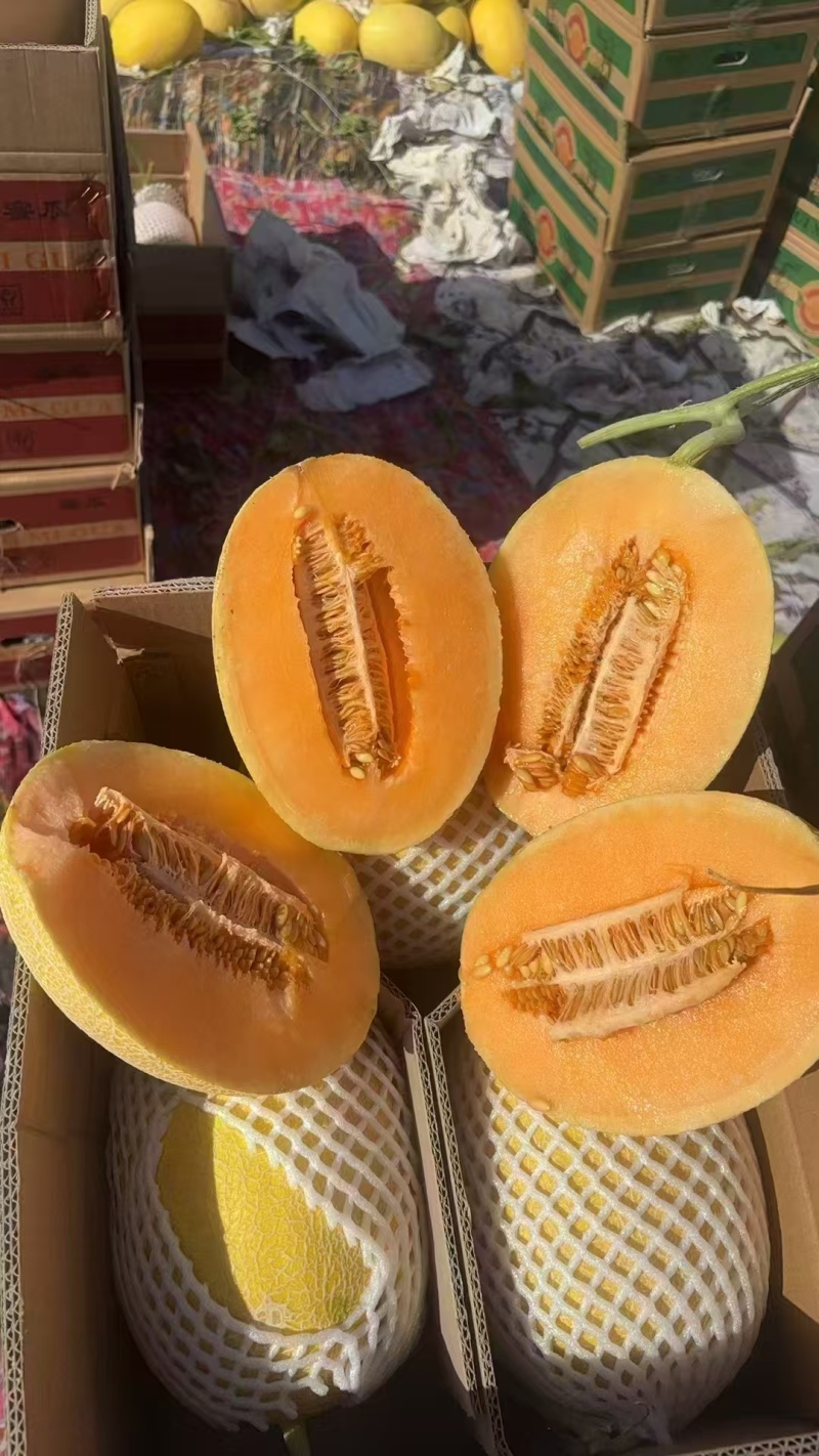 新疆金色年华/黄金蜜瓜/大量现货/产地直发/实力代办