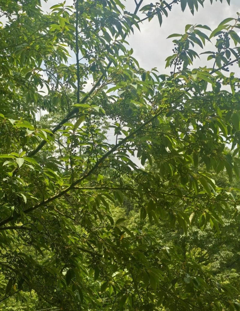 出售野生木姜子果，量一般