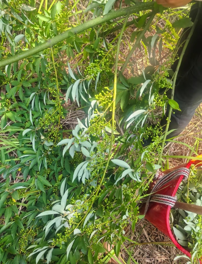 出售野生木姜子果，量一般