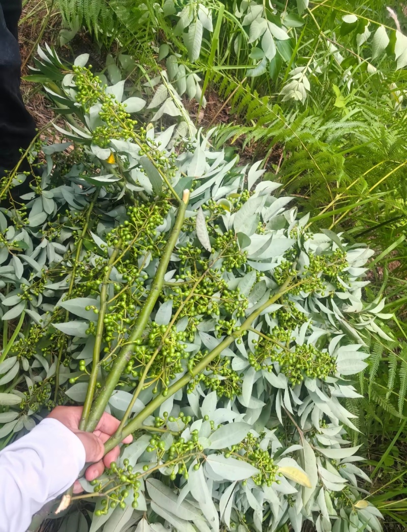 出售野生木姜子果，量一般