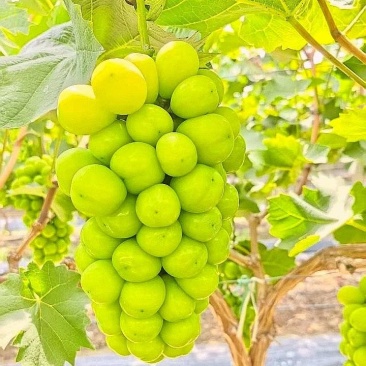 阳光玫瑰