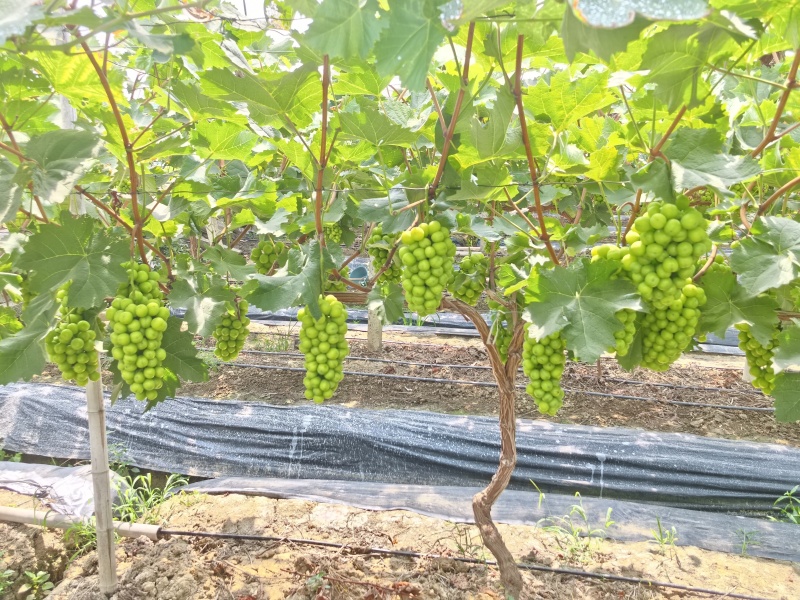 阳光玫瑰