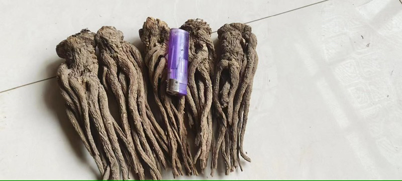 甘肃精品成品当归中药材新货现挖特级长货大量现货