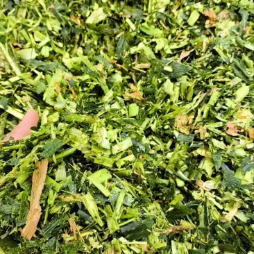 玉米青储黄储