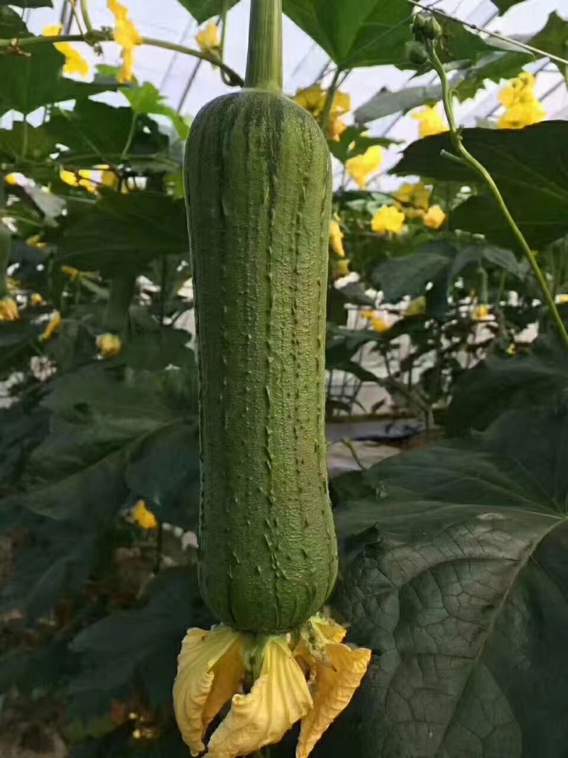 肉丝瓜苹果丝瓜有货，品种好，品质也好