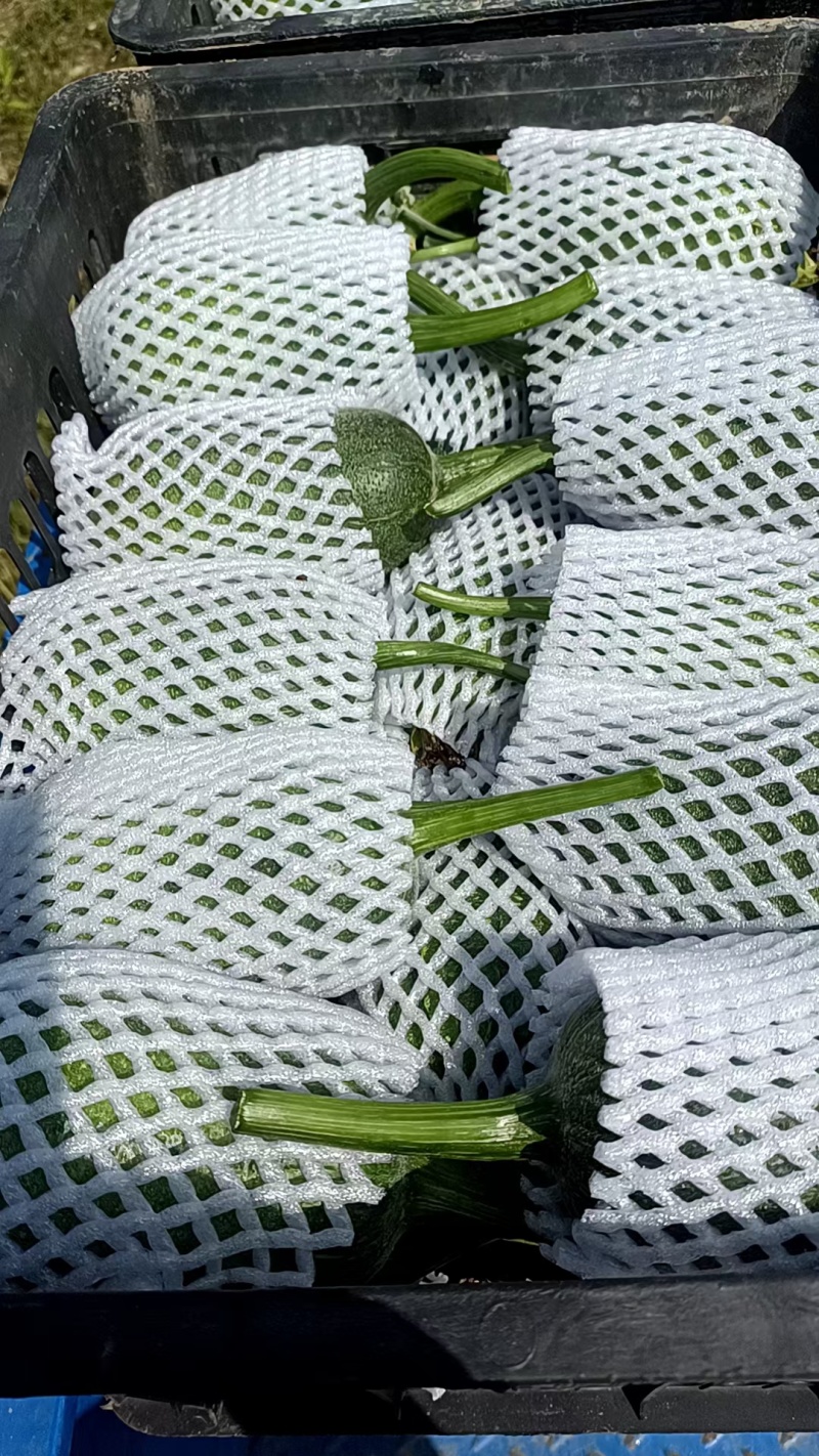 肉丝瓜苹果丝瓜有货，品种好，品质也好
