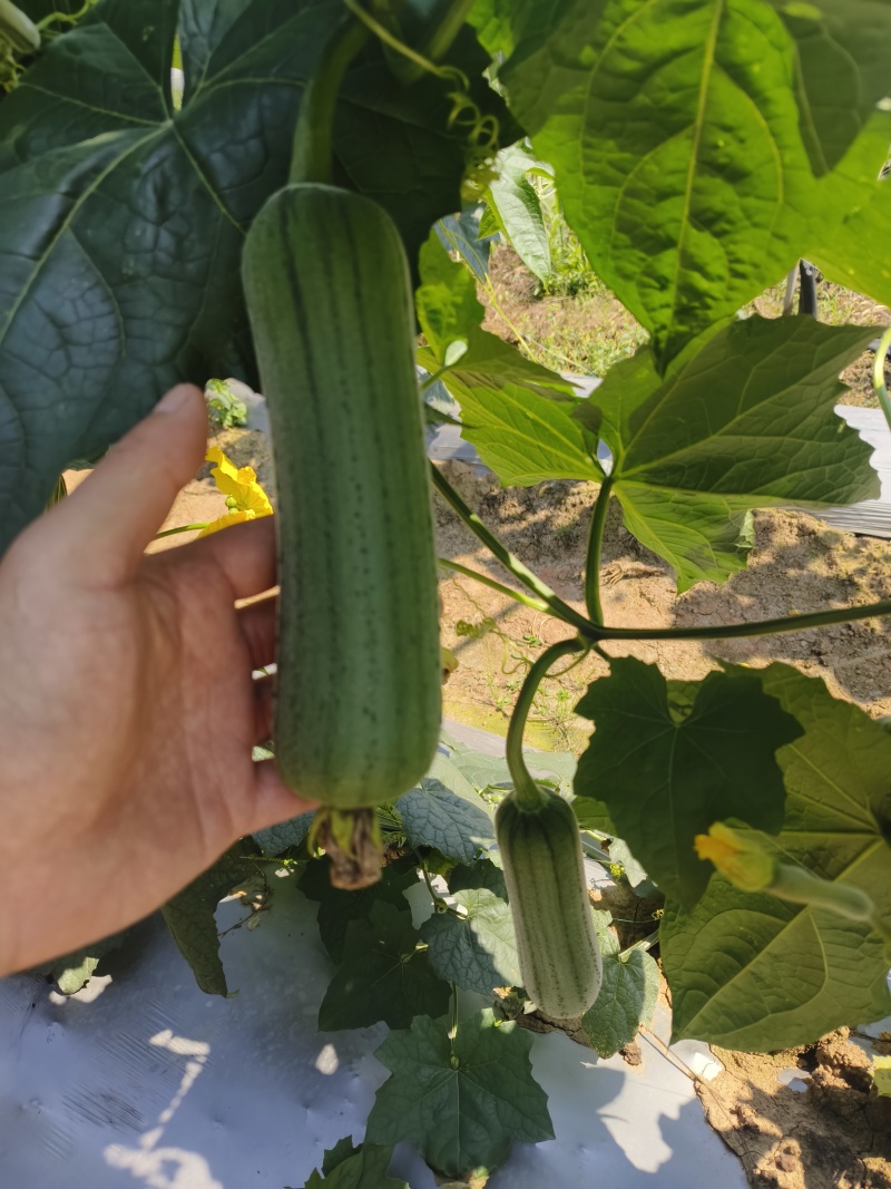 肉丝瓜苹果丝瓜有货，品种好，品质也好
