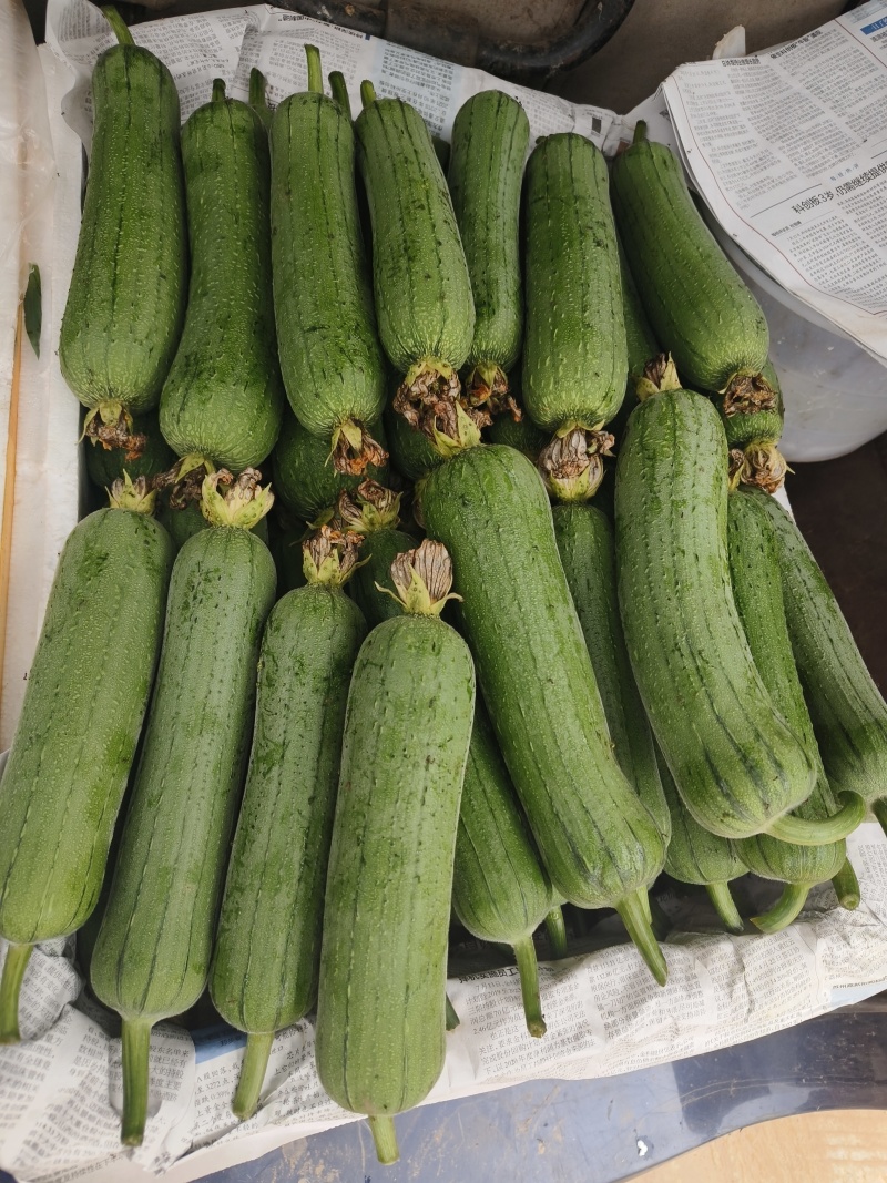 肉丝瓜苹果丝瓜有货，品种好，品质也好