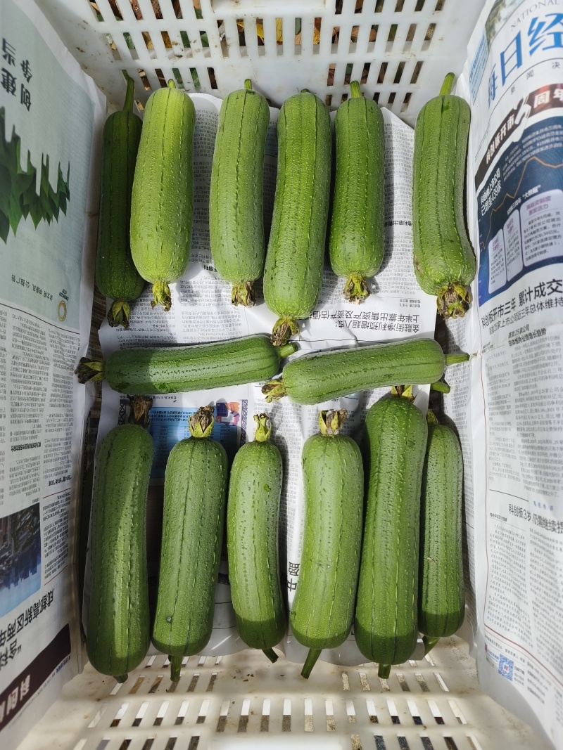肉丝瓜苹果丝瓜有货，品种好，品质也好