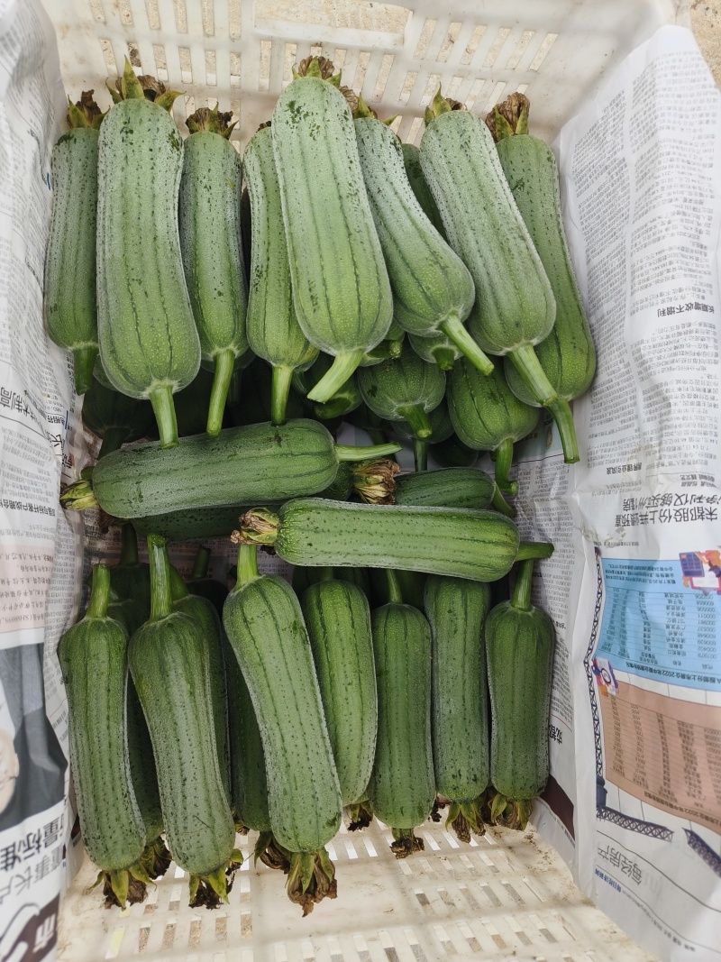 肉丝瓜苹果丝瓜有货，品种好，品质也好