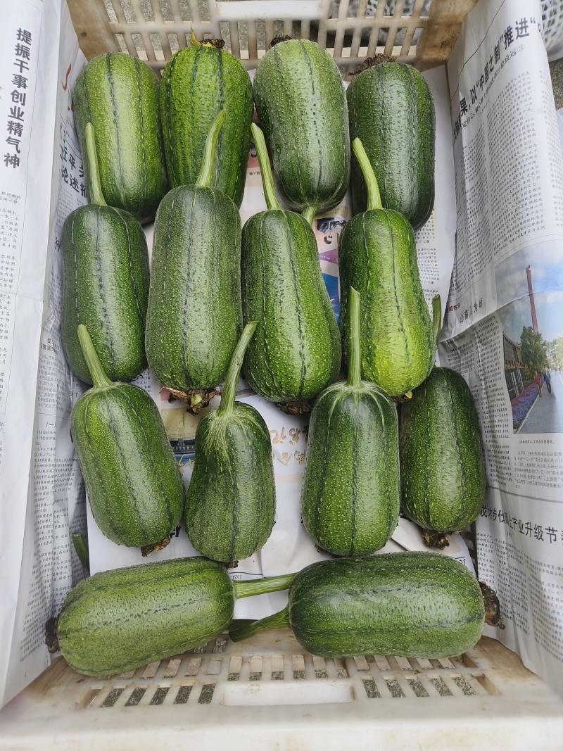 肉丝瓜苹果丝瓜有货，品种好，品质也好
