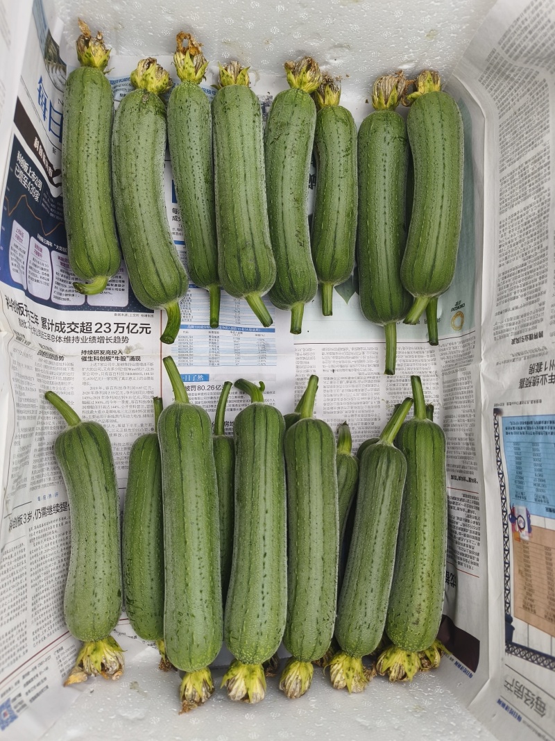肉丝瓜苹果丝瓜有货，品种好，品质也好