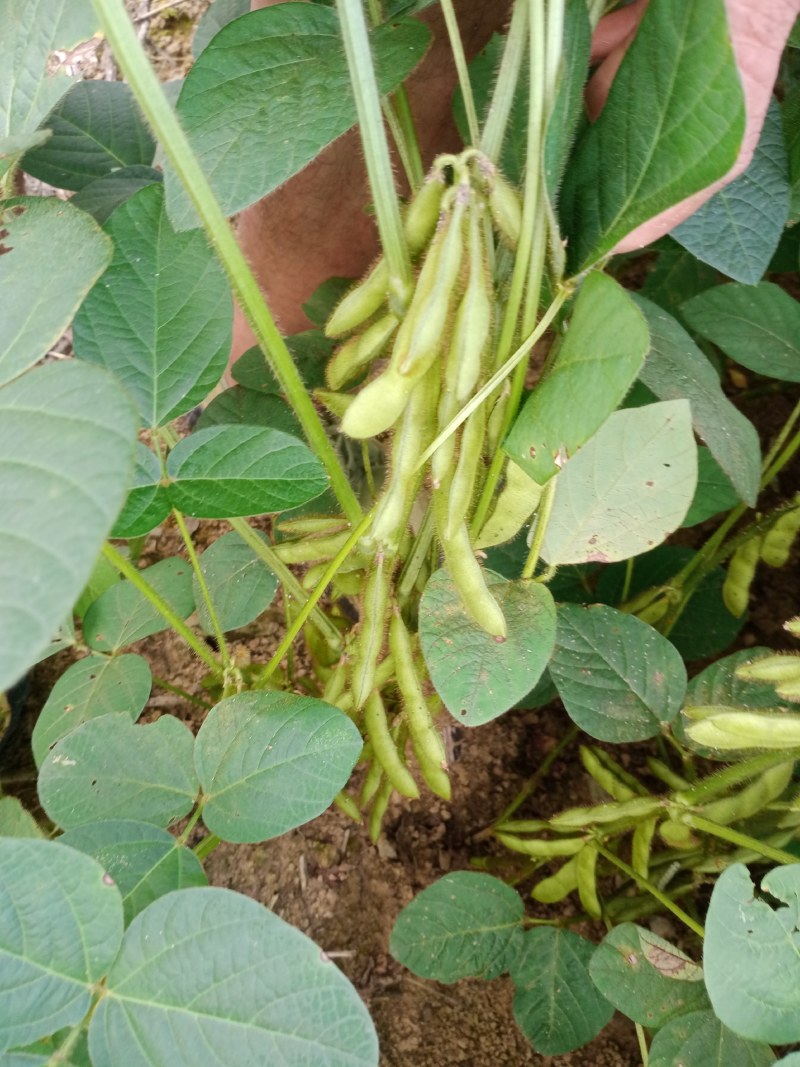 优质毛豆