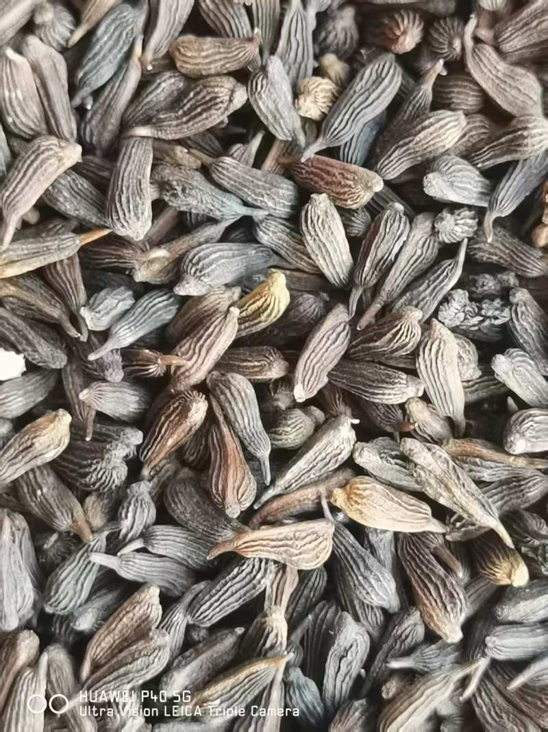 《紫花》对叶百部种子，对接全国，大货批发