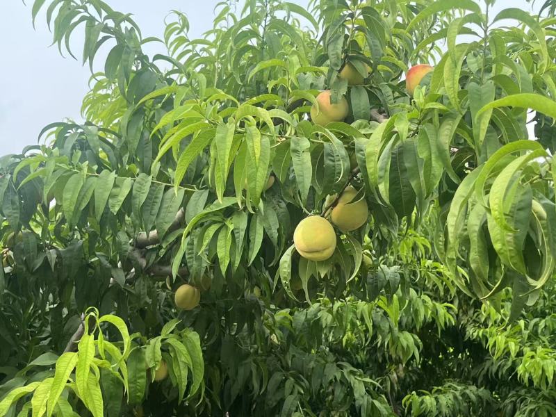 河北深州桃子预售