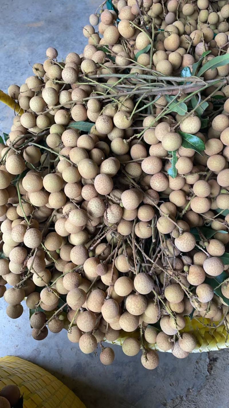 广西石峡龙眼