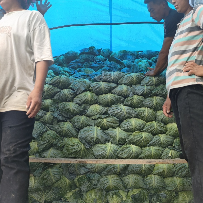 高山甘蓝寒将军莲花白量大质优价格优惠一手货源