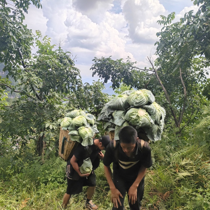 高山甘蓝寒将军莲花白量大质优价格优惠一手货源