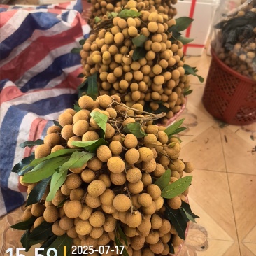 高州龙眼产地直供，专业代收购，代发货！