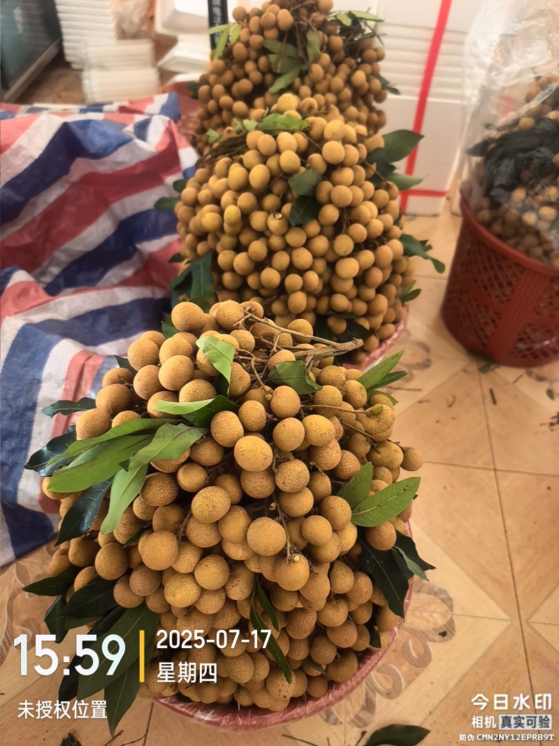 高州龙眼产地直供，专业代收购，代发货！