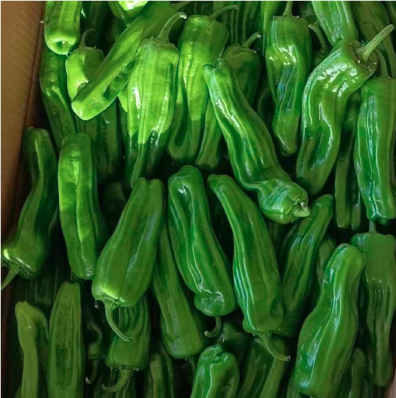 陕西芜湖椒鲜辣椒精品辣椒大量上市品质保证货源充足