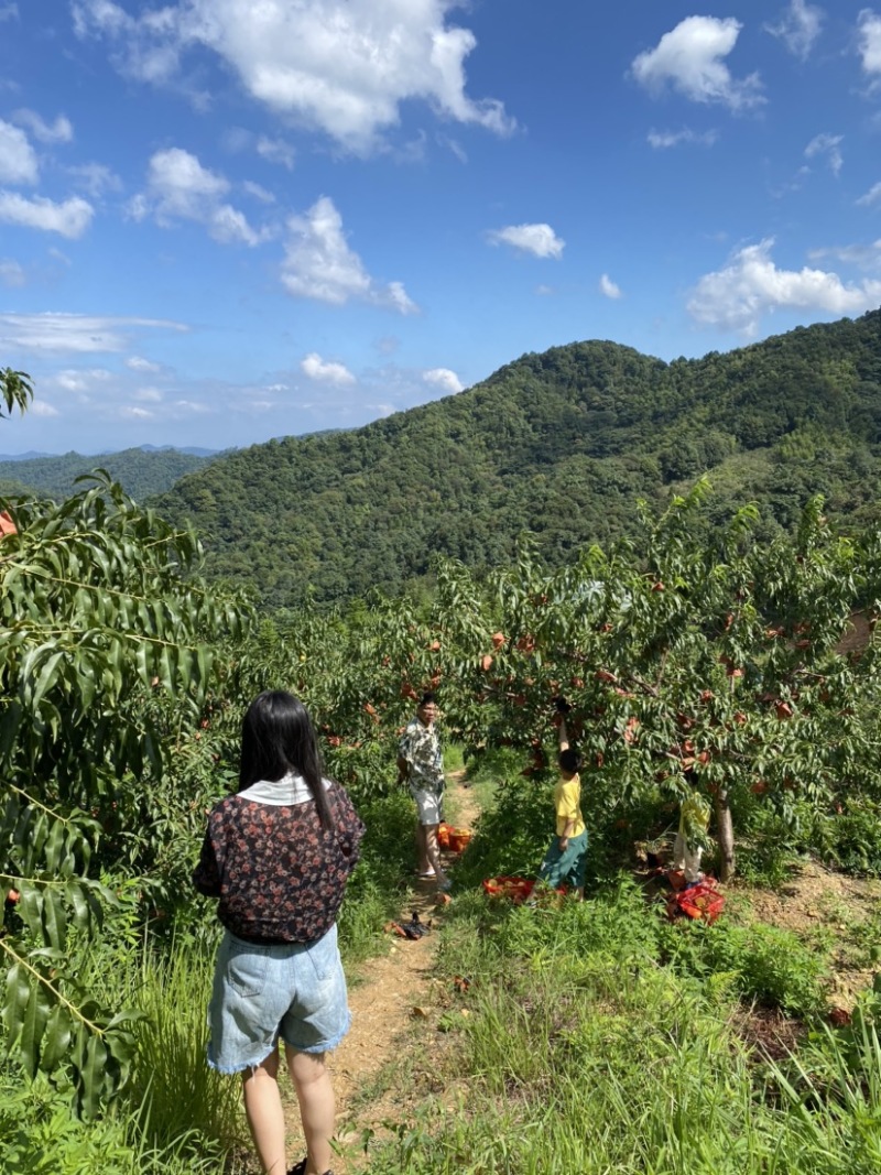 江西赣州崇义高山上的锦绣黄桃脆甜多汁现摘现发可零售可批发