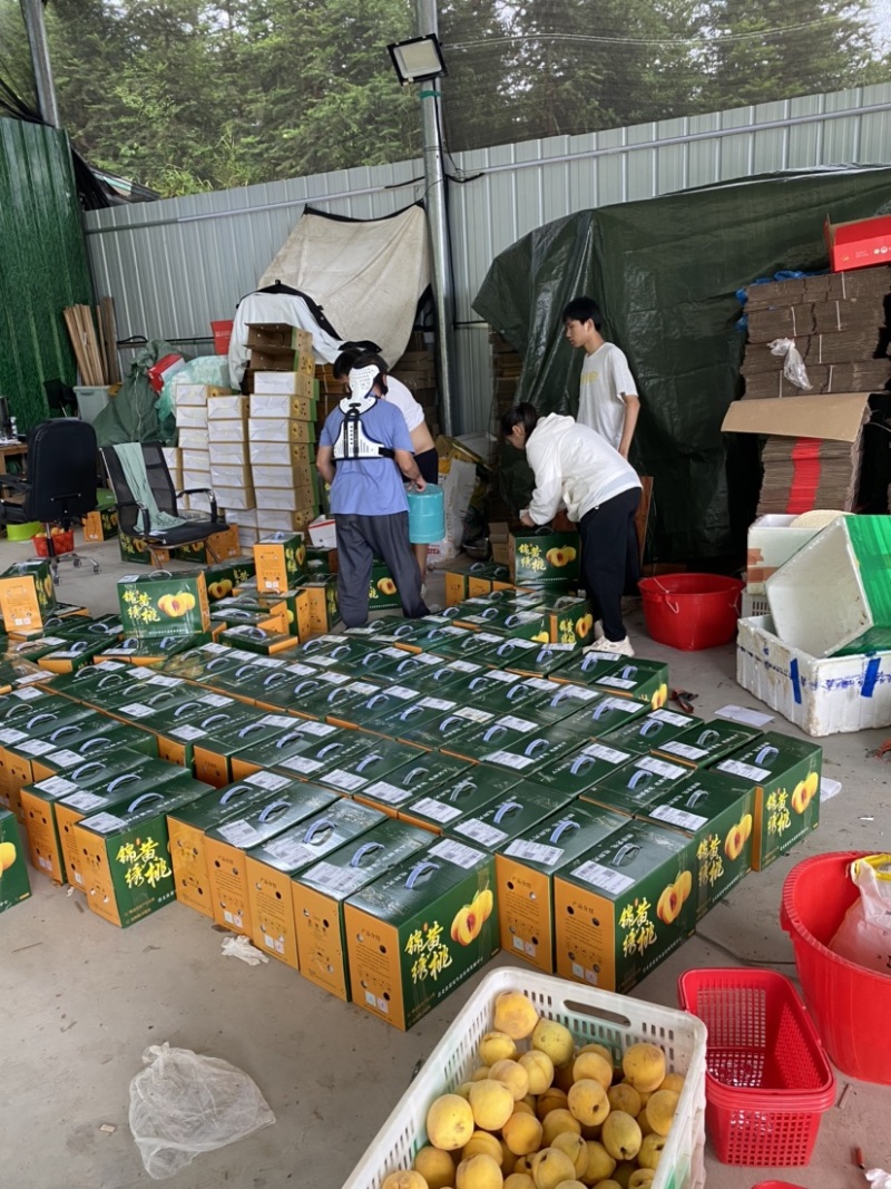 江西赣州崇义高山上的锦绣黄桃脆甜多汁现摘现发可零售可批发