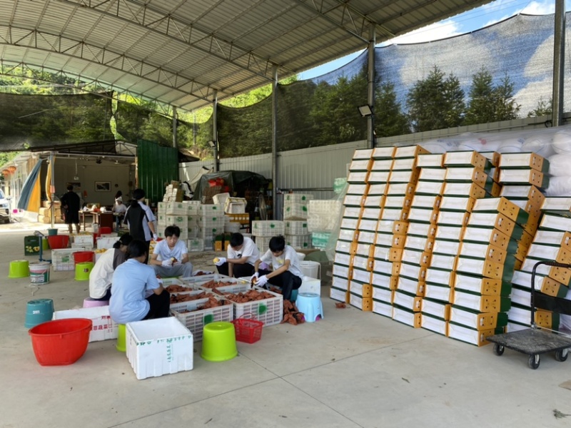 江西赣州崇义高山上的锦绣黄桃脆甜多汁现摘现发可零售可批发