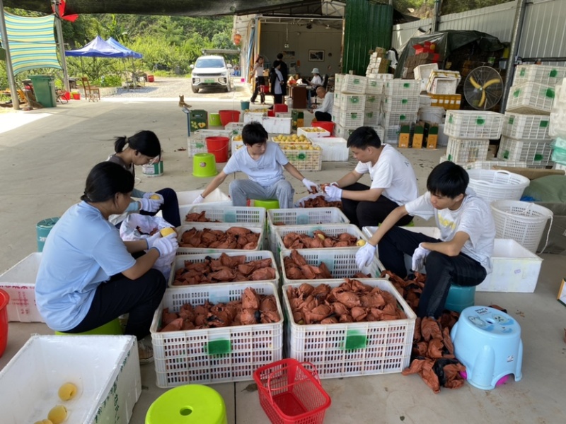江西赣州崇义高山上的锦绣黄桃脆甜多汁现摘现发可零售可批发