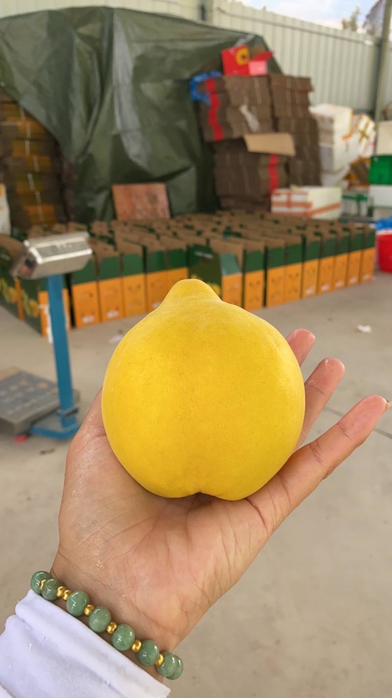 江西赣州崇义高山上的锦绣黄桃脆甜多汁现摘现发可零售可批发