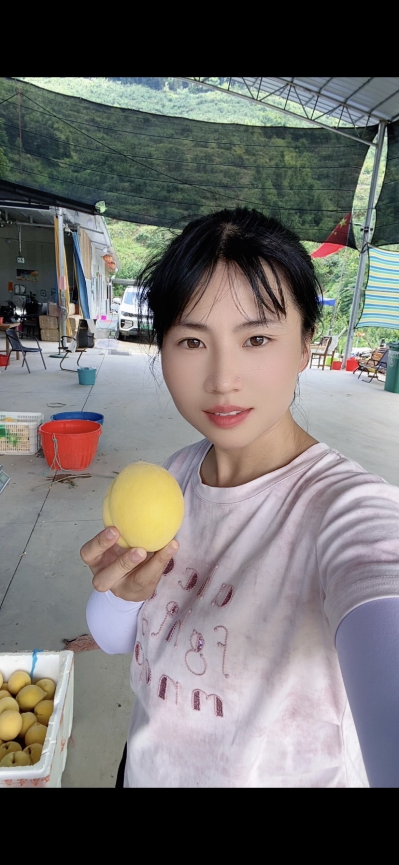 江西赣州崇义高山上的锦绣黄桃脆甜多汁现摘现发可零售可批发