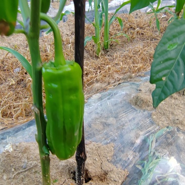 509线椒，菜椒，螺丝椒