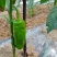 509线椒，菜椒，螺丝椒