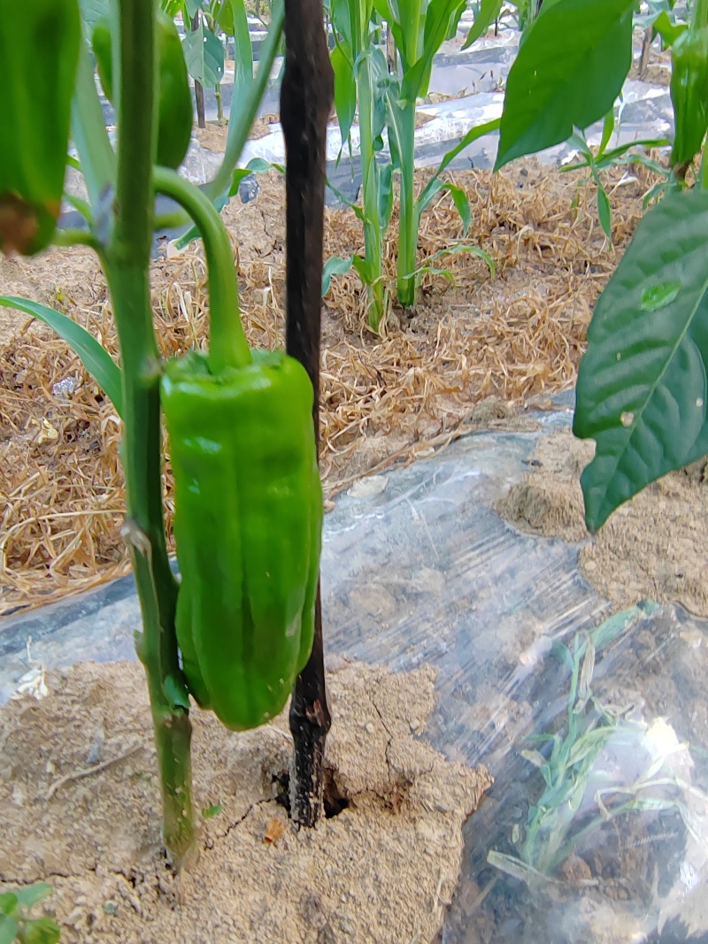 509线椒，菜椒，螺丝椒