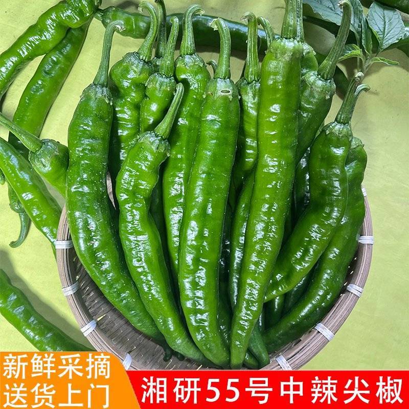 湘研55号95号软香辣辣妹子2307产地一手货源