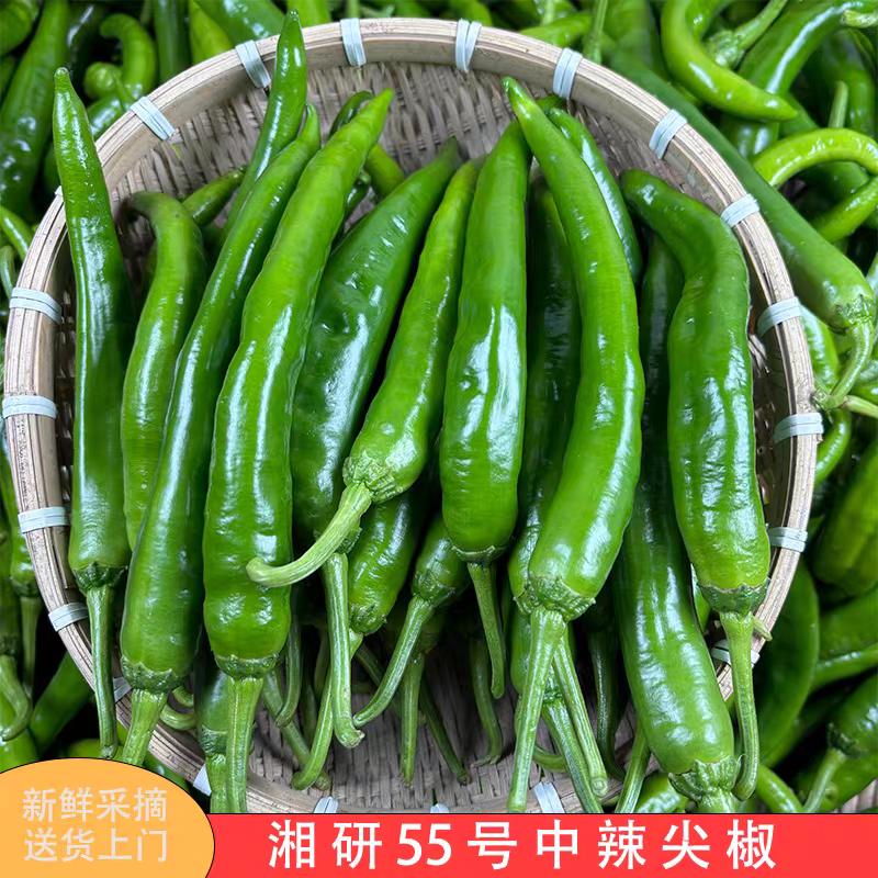湘研55号95号软香辣辣妹子2307产地一手货源