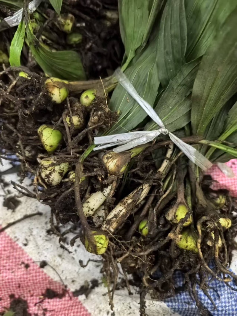 毛慈菇