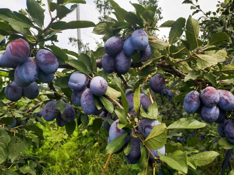 蓝蜜西梅