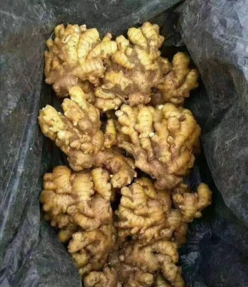 山东生姜基地批发，全国代发