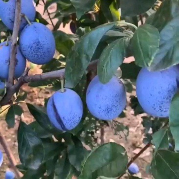 蓝蜜西梅