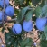 蓝蜜西梅