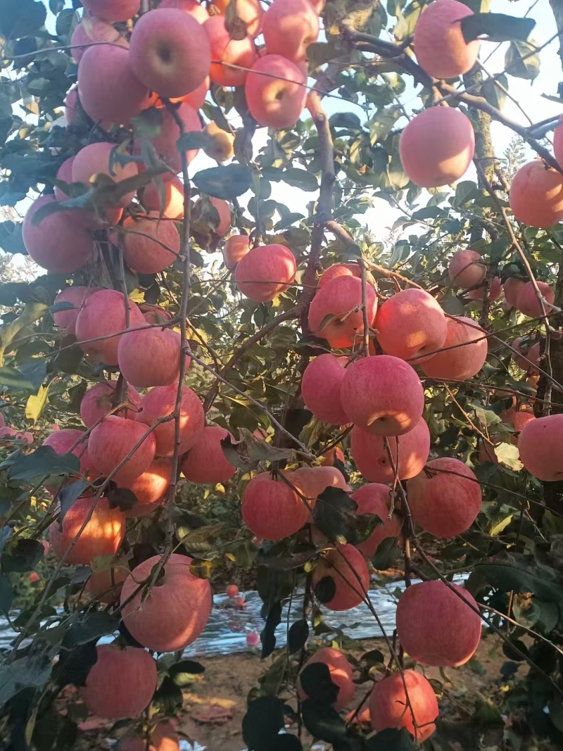 山东红富士苹果产地直销