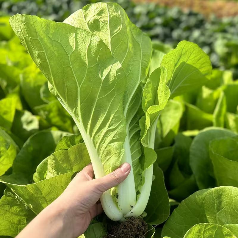 吉吉鲜锋速生快菜种子鲜嫩鲜甜鲜上市甜嫩口感好抗病耐储运