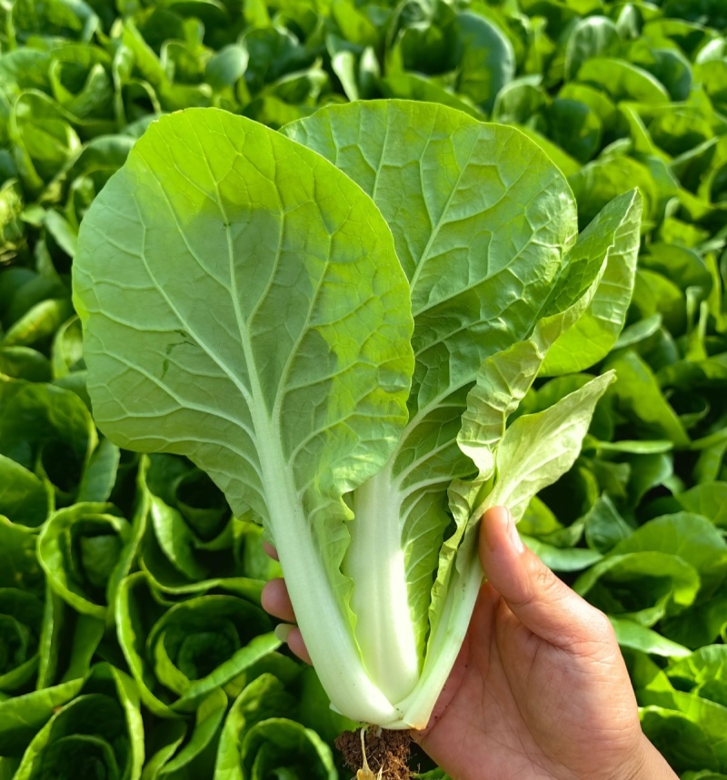 吉吉鲜锋速生快菜种子鲜嫩鲜甜鲜上市甜嫩口感好抗病耐储运