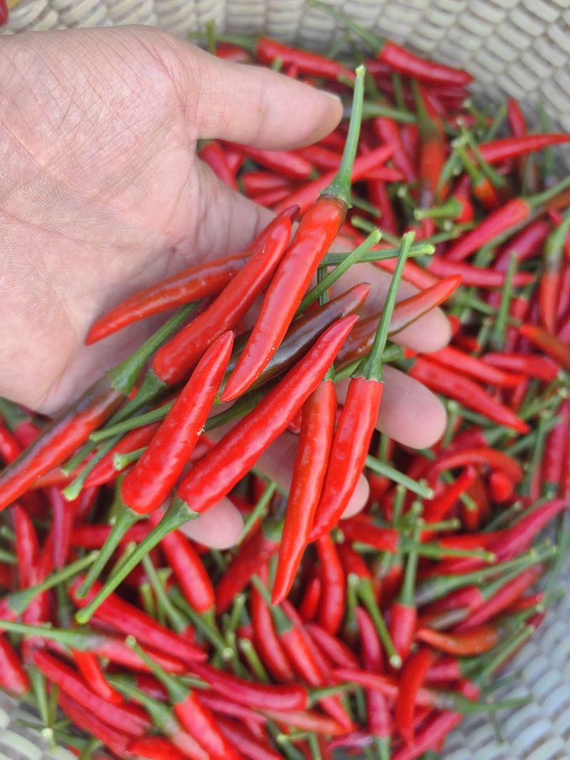 贵州露天种植小米辣