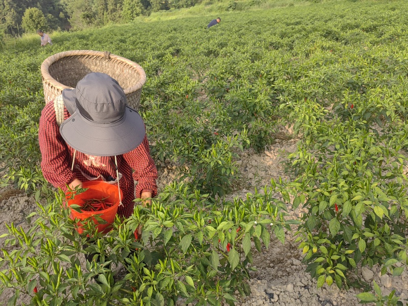 贵州露天种植小米辣