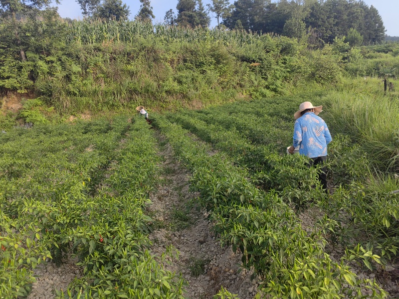 贵州露天种植小米辣